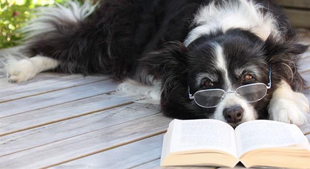 Nature Trivia Question: According to the book 'The Intelligence of Dogs' by Professor Stanley Coren, which breed is the least intelligent?
