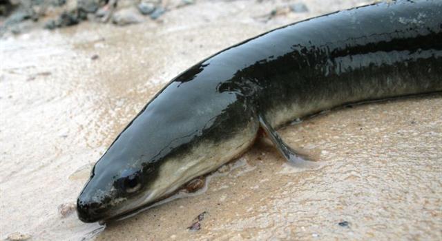 Nature Trivia Question: How many eggs can an American eel lay in a year?