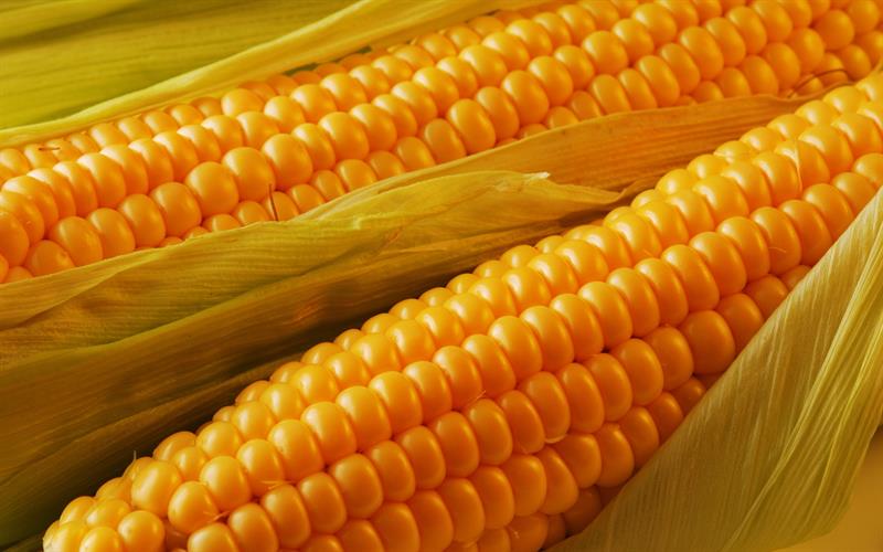 Nature Trivia Question: Is corn a fruit or vegetable?