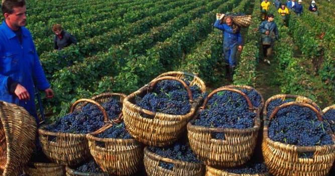 Культура Вопрос: Ну кто не слышал о знаменитых бордоских винах, родиной которых является винодельческий регион, расположенный на юго-западе Франции в окрестностях города Бордо. А какой из этих сортов винограда не используется при изготовлении красных бордоских вин?