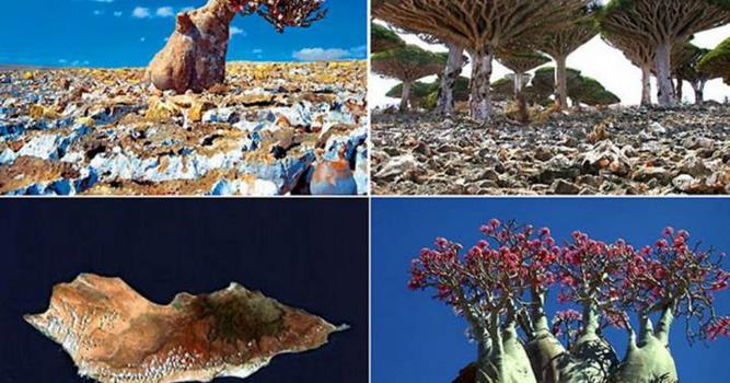 География Вопрос: Сокотра - один из самых изолированных в мире архипелагов, обладающий уникальным растительным и животным миром, характеризующимся высокой степенью эндемизма. А каков процент эндемичных видов во флоре этого архипелага?