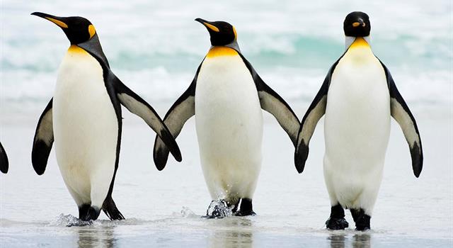Nature Trivia Question: What country (including its territories) is home to more species of penguins than any other?