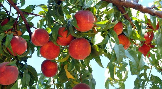 Geography Trivia Question: What country is the largest producer of peaches?