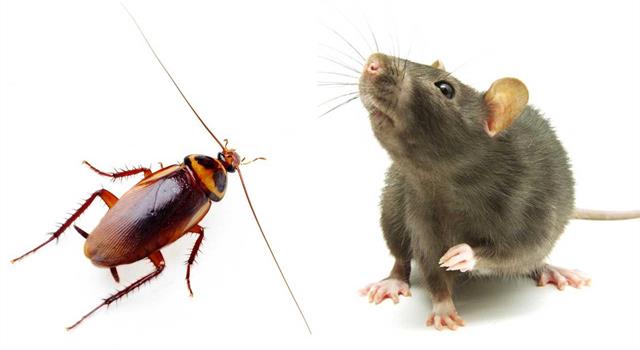 Society Trivia Question: What is the most pest infested city in California based on a national survey?