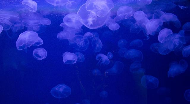 Nature Trivia Question: Which of these collective nouns is used for a group of jellyfish?