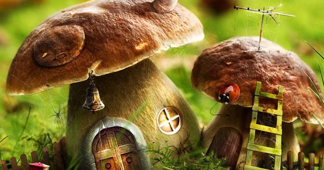 Природа Вопрос: Какой из этих грибов ядовитый?