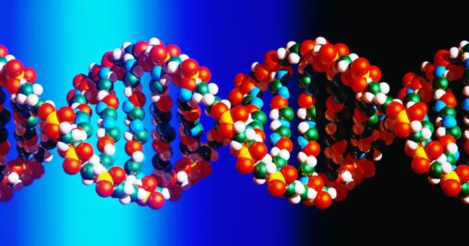 Наука Вопрос: Какова суммарная длина ДНК всех клеток организма человека?