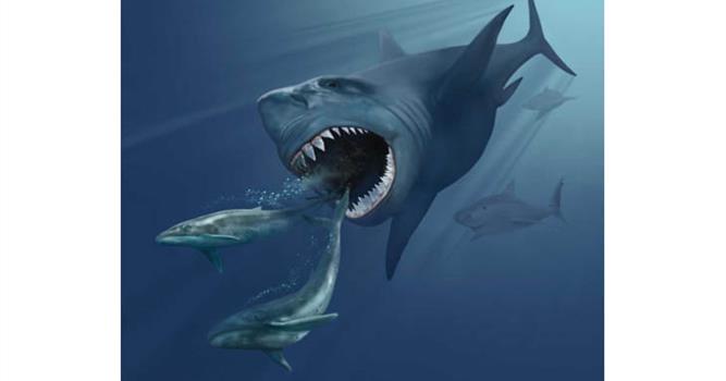 Наука Вопрос: Какую максимальную длину имели вымершие акулы мегалодоны согласно оценке, общепринятой в научной среде в настоящее время?