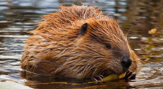 Nature Trivia Question: What is a baby beaver called?