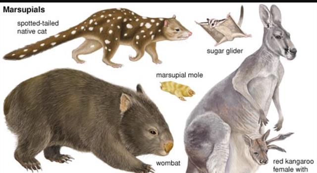 Nature Question: Quel est le seul marsupial originaire d'Amérique du Nord ?