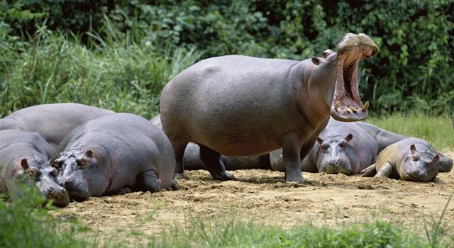 Culture Trivia Question: What is the plural of the word hippopotamus?