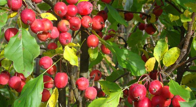 Природа Вопрос: Как называется сорт яблони с мелкими плодами?
