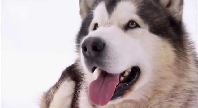 Культура Вопрос: Какая ездовая собака является символом штата Аляска?
