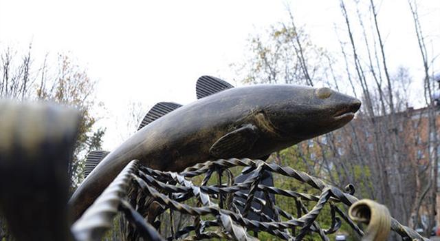 Культура Вопрос: Какой рыбе установлен бронзовый памятник в городе Сочи?