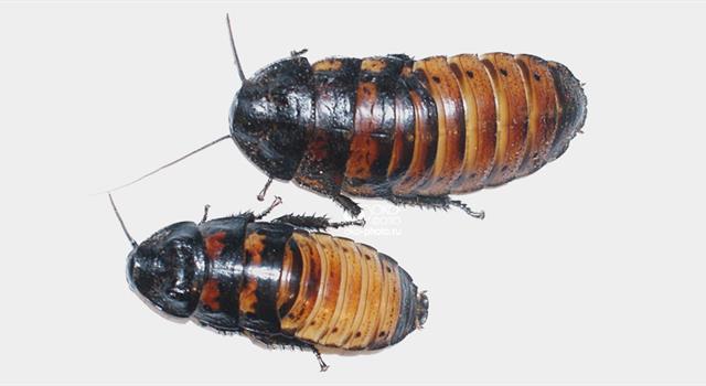 Природа Вопрос: Какой вид тараканов умеет шипеть?