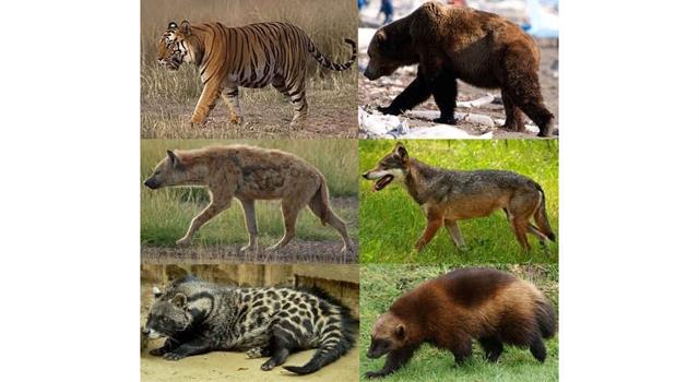 Наука Вопрос: Какой зверек из перечисленных считается самым маленьким представителем отряда хищных?