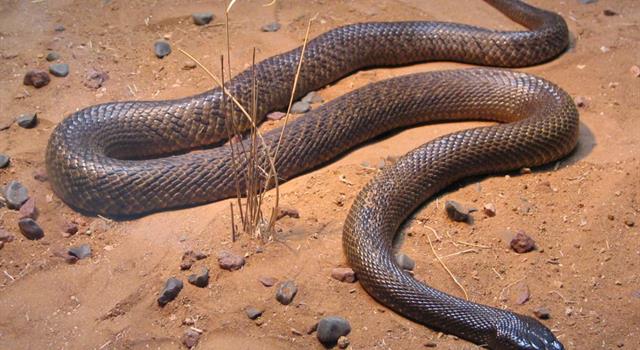 Природа Вопрос: На территории Австралии обитает одна из самых ядовитых змей в мире - тайпан. Как еще ее называют?