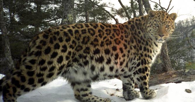 География Вопрос: На территории каких гор на Дальнем Востоке России в настоящее время можно встретить дальневосточного леопарда?