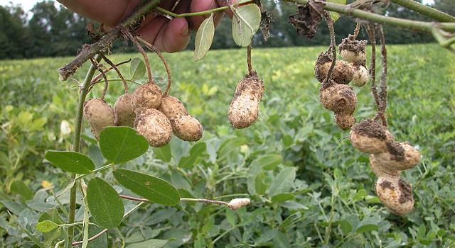 Nature Question: Les cacahuètes ne sont pas réellement des noix, que sont-elles ?