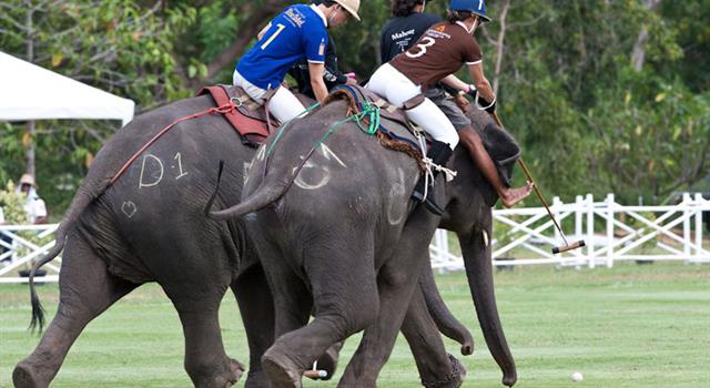 Спорт Вопрос: Поло на слонах - вид спорта, разновидность поло, распространенная в Юго-Восточной Азии. А в каком году была создана Всемирная ассоциация поло на слонах (WEPA), под эгидой которой регулярно проходят чемпионаты мира по этому виду спорта?