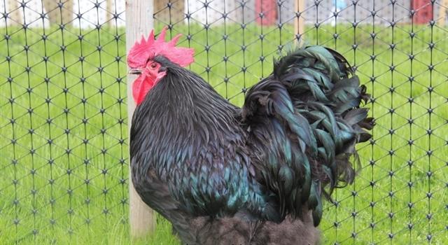 Culture Trivia Question: The Orpington chicken breed is named after a town in which English county?
