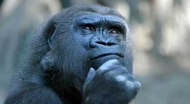 Наука Вопрос: У какого примата, из перечисленных, самый маленький набор хромосом?