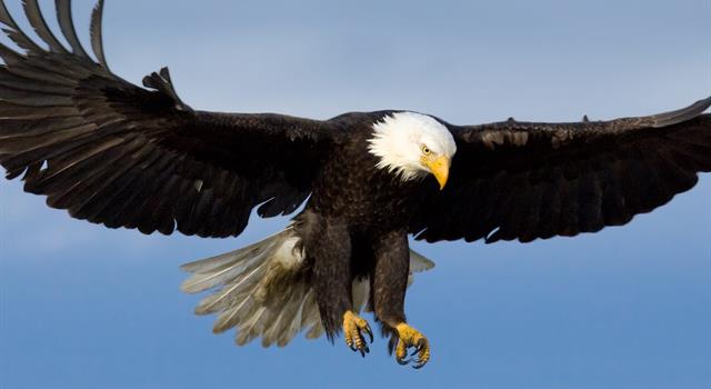Nature Trivia Question: What is the main source of food for the bald eagle?