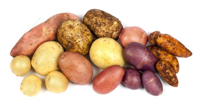 Nature Trivia Question: What is the UK's most commonly grown variety of potato?