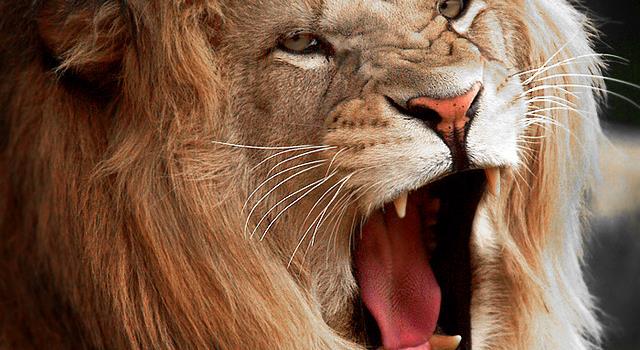 Film & Fernsehen Wissensfrage: Welche Filmproduktionsgesellschaft hat auf ihrem Logo einen brüllenden Löwen?