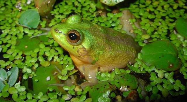 Nature Trivia Question: Which frog is so-named because its tadpole is up to four times larger than its adult frog state?
