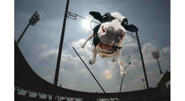 Общество Вопрос: Чему равен в настоящее время (май 2017 года) мировой рекорд по удою молока от одной коровы?