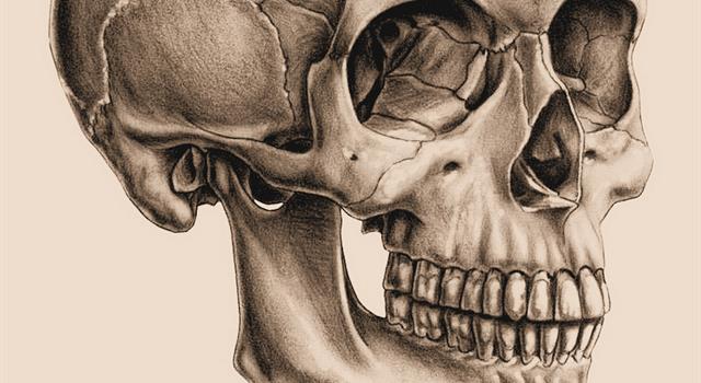 Nature Trivia Question: How many facial bones are there in a human skull?