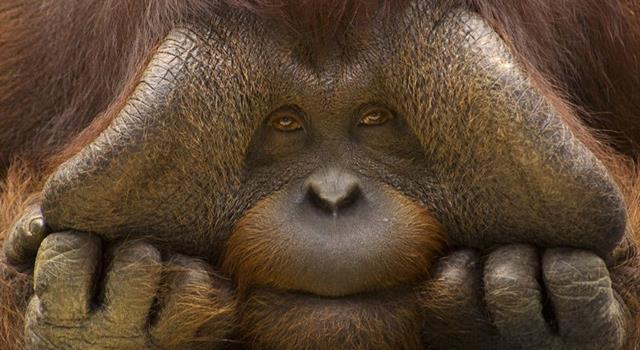 Культура Вопрос: Известно, что слово орангутанг в разговорной речи является равнозначным общепринятому орангутан. А сохраняется ли это правило при написании текстов?