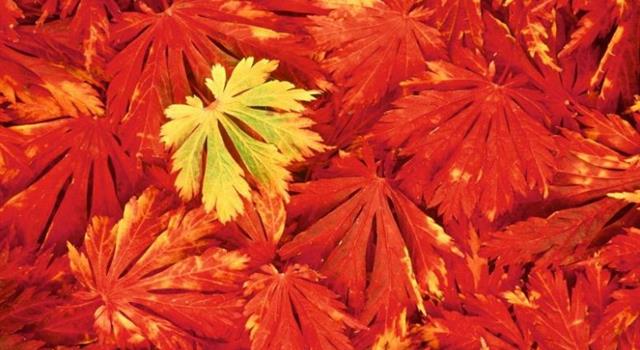 Наука Вопрос: Как называется пигмент, способствующий изменению в осенний период цвета листьев с зеленого на красный?