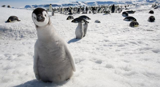 Наука Вопрос: Международным научным названием какой птицы из перечисленных является Pinguinus impennis?
