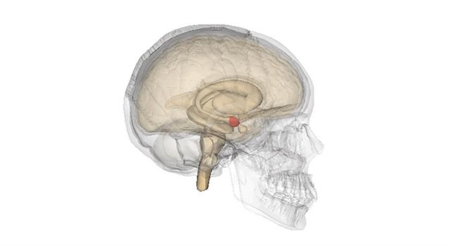 Наука Вопрос: Миндалевидное тело - это область мозга, имеющая форму миндалины. А какую функцию оно выполняет?