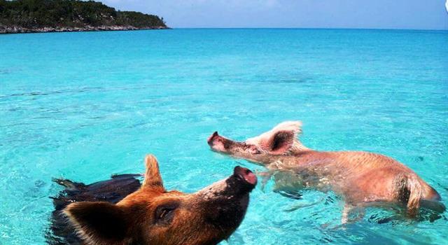 Природа Вопрос: Морская свинья - это....