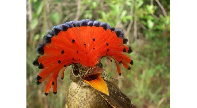 Природа Вопрос: На фотографии запечатлен самец королевского венценосного мухоеда во всем своем великолепии. А где обитает эта птица?