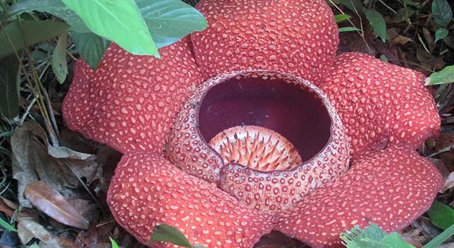 Природа Вопрос: Назовите растение с самыми большими цветками ?