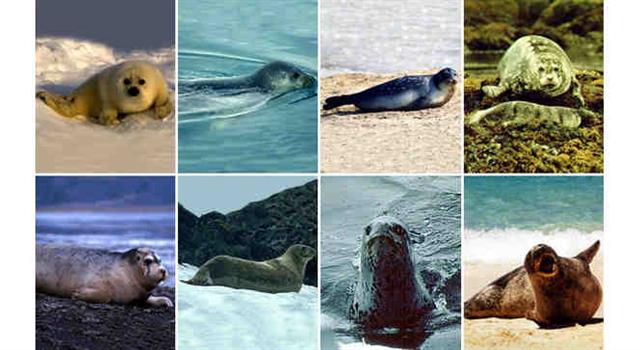 Природа Вопрос: Существует три пресноводных вида тюленей в мире. А к какому роду тюленей они относятся?