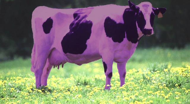 Culture Trivia Question: The line "I never saw a purple cow" is the beginning of a poem by what author?