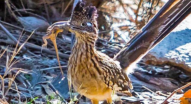Geography Trivia Question: The roadrunner is the official bird of which US state?