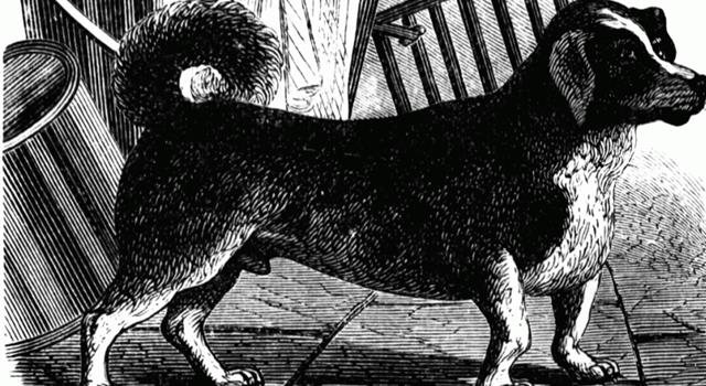 История Вопрос: В сочинении «Цинография» Карл Линней выделяет такую породу породу собак, как Canis vertigus -"вертельная собака". Почему эта порода была так названа?