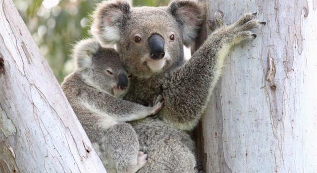 Nature Trivia Question: What are baby Koalas called?