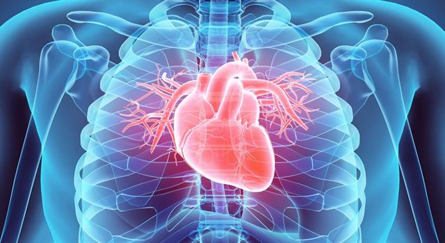 Science Trivia Question: What is a normal cardiac rhythm called?