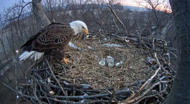 Nature Trivia Question: What is the name of an eagle's nest?