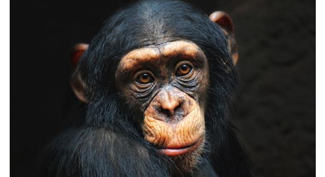 Kultura Pytanie-Ciekawostka: Który popularny piosenkarz miał szympansa o imieniu Scatter?