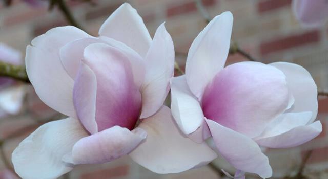 Society Trivia Question: What U.S. first lady was nicknamed "The Steel Magnolia"?