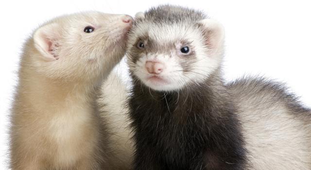 Society Trivia Question: Are ferrets legal to own as pets in California?