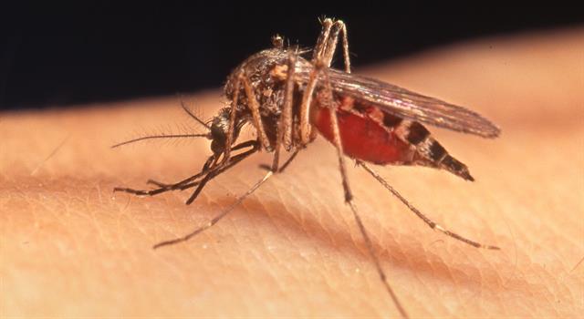 Nature Trivia Question: Female mosquitoes live by sucking blood from animals and can pass on the deadly disease malaria. What do male mosquitoes feed on?